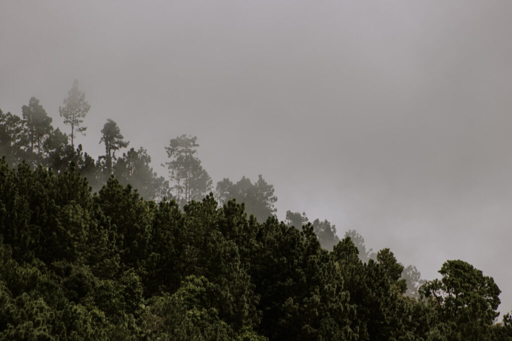 Bosque de la sierra